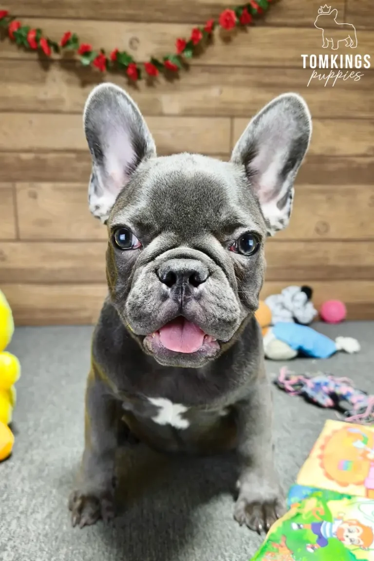 Delphine, a blue French Bulldog puppy with a white chest marking, sitting indoors with colorful puppy toys in the background.