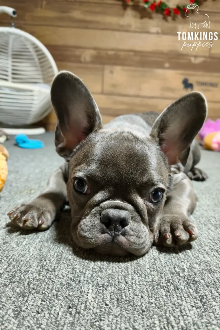 Delphine, a blue French Bulldog puppy with a white chest marking, lying on a gray surface and looking directly at the camera.