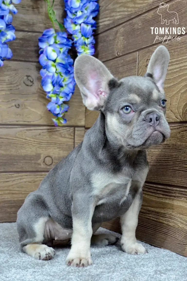 Dinah, a lilac and tan French Bulldog girl with a white chest, sitting beside blue flowers against a wooden backdrop.