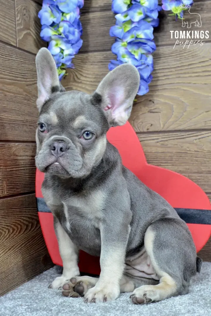Dinah, a lilac and tan French Bulldog girl, sitting indoors beside a red heart decoration and looking at the camera.