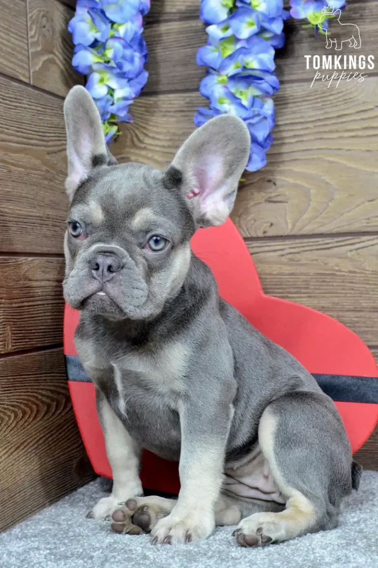 Dinah, a lilac and tan French Bulldog girl, sitting indoors beside a red heart decoration and looking at the camera.