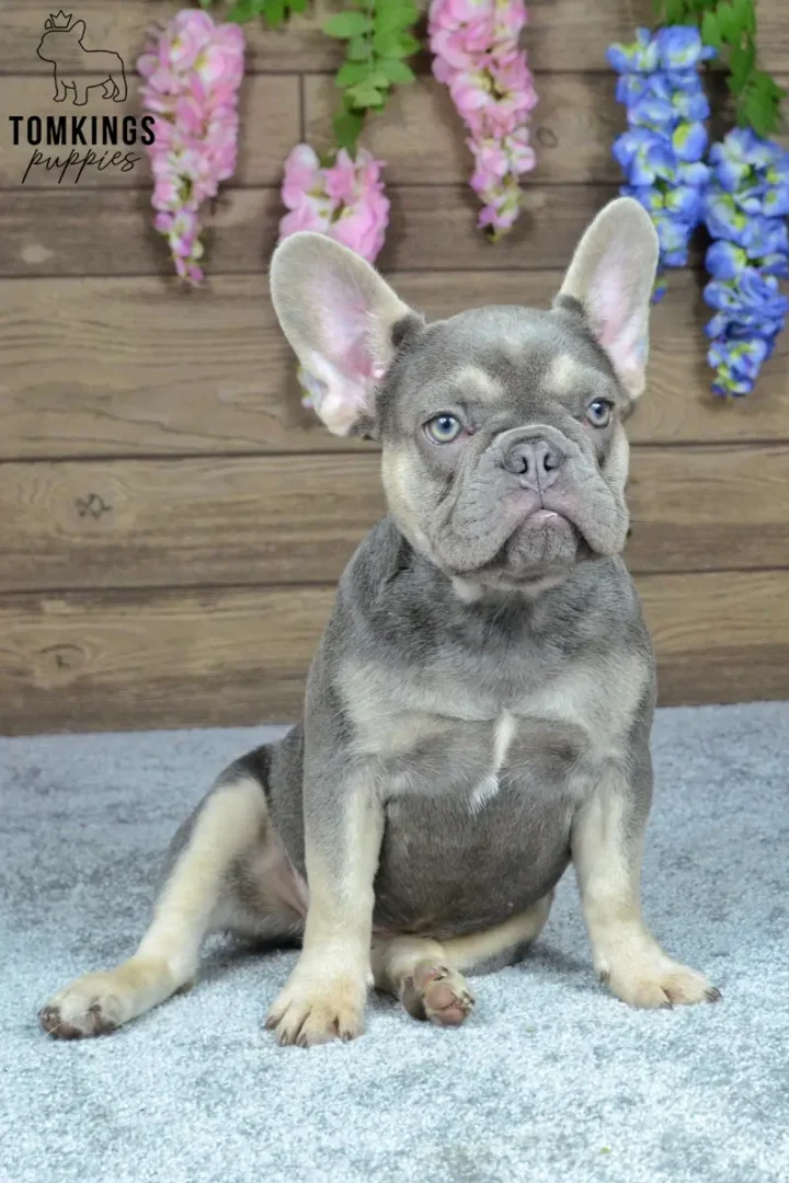 Dinah, a blue and tan French Bulldog puppy, sitting on a blue blanket in front of a wooden wall decorated with pink and blue flowers.