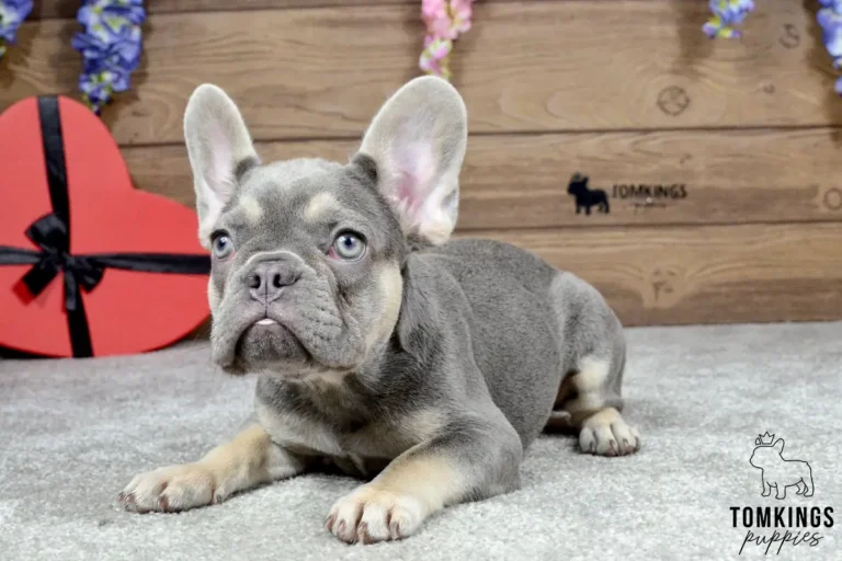 Dinah, a lilac and tan French Bulldog girl, lying on a gray carpet with a red heart decoration in the background.