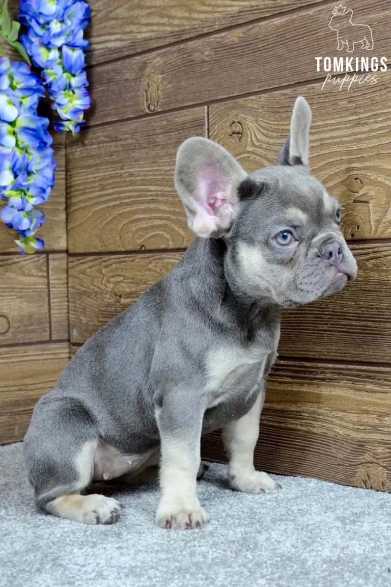 Dinah, a lilac and tan French Bulldog girl, sitting in three-quarter profile beside blue flowers indoors.