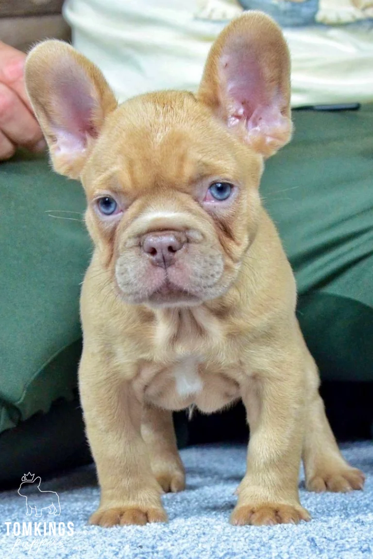 A male lilac fawn French Bulldog puppy named Dusty stands front-facing with bright blue eyes and a white chest patch on a soft carpet.