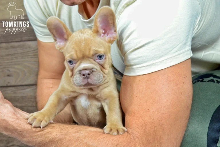 Dusty, a male lilac fawn French Bulldog puppy with blue eyes and a white chest patch, sits nestled in an adult's arms, looking at the camera.
