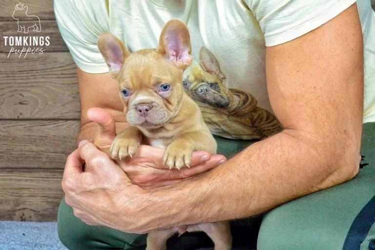 A lilac fawn French Bulldog puppy named Dusty with bright blue eyes is gently held in a person's hands, looking forward with an alert expression.