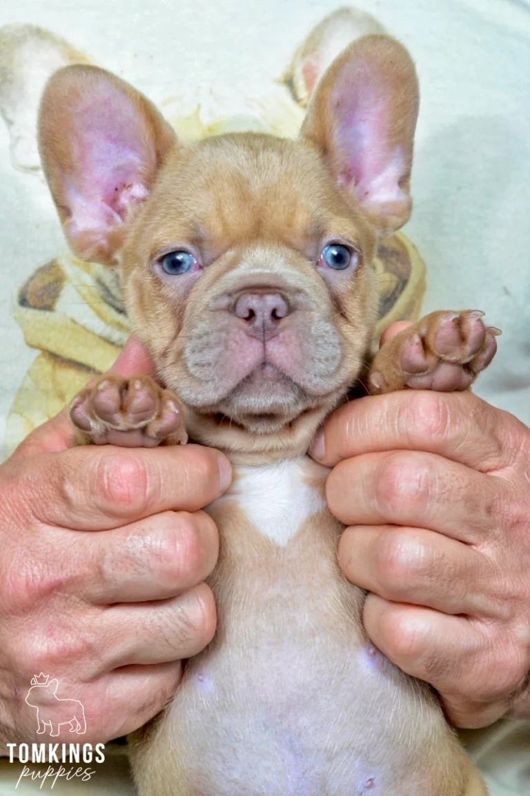 A lilac fawn French Bulldog puppy named Dusty, held by hands, looks directly at the camera with bright blue eyes and a white chest patch.