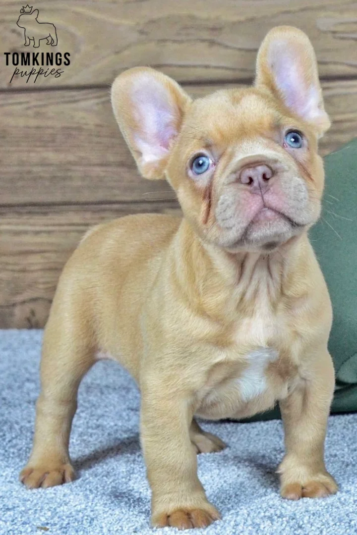 Dusty, a male lilac fawn French Bulldog puppy, stands on a gray carpet with blue eyes and a white chest patch, looking curious.