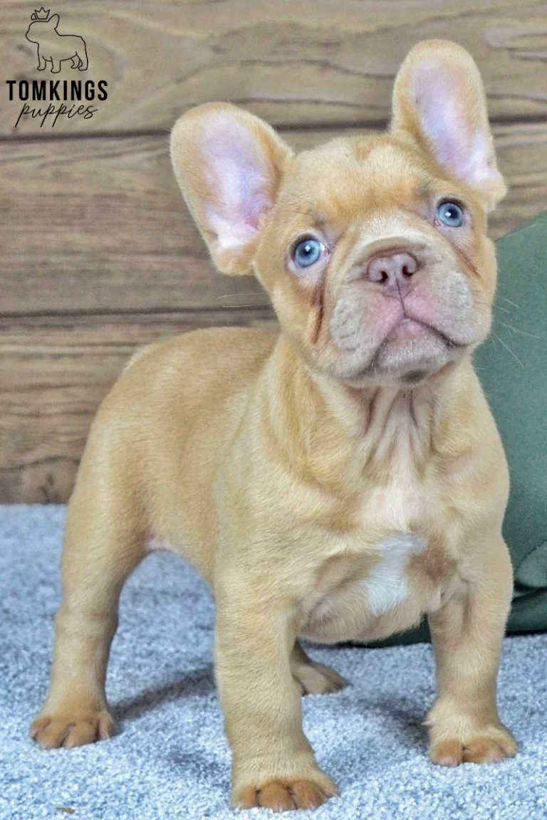 Dusty, a male lilac fawn French Bulldog puppy, stands on a gray carpet with blue eyes and a white chest patch, looking curious.