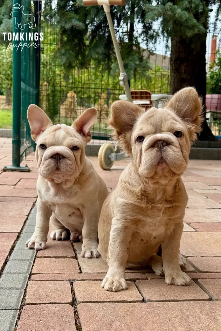 Eden, an isabella fawn fluffy French Bulldog girl, and Titan, a platinum big rope French Bulldog boy, sitting together outdoors on a brick patio.