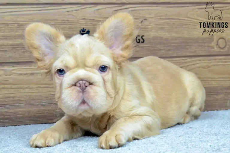 Isabella fawn fluffy French Bulldog puppy Eden lying on a light carpet, wearing a small dark bow, with a wooden wall behind her.