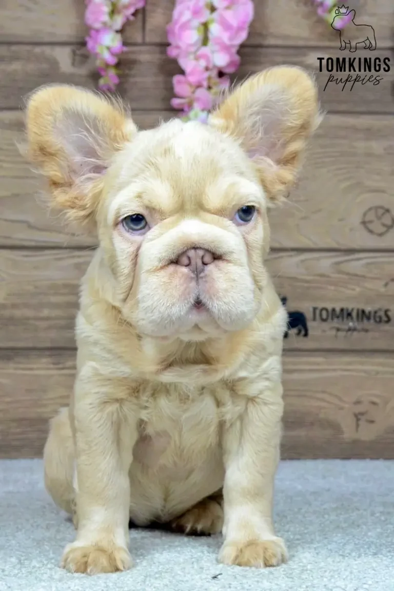 A fluffy Isabella fawn French Bulldog puppy named Eden sits alertly, with bright blue eyes and large ears, on a light carpet in front of a wooden background.