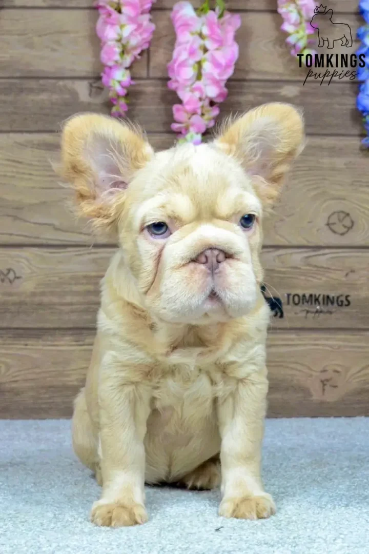 Female Isabella fawn fluffy French Bulldog puppy Eden sits facing forward with blue eyes against a wooden wall and flowers.