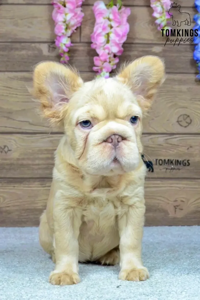 Female Isabella fawn fluffy French Bulldog puppy Eden sits facing forward with blue eyes against a wooden wall and flowers.