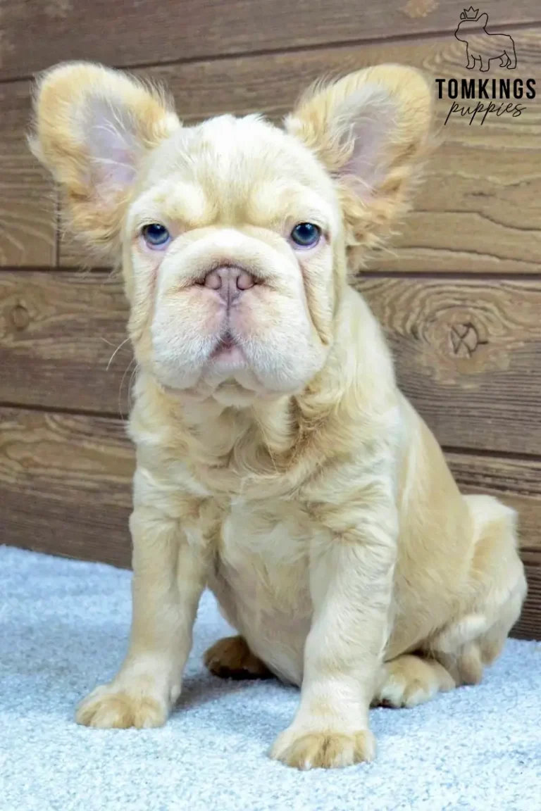 An Isabella fawn fluffy French Bulldog puppy named Eden with bright blue eyes sits looking forward on a gray rug against a wooden wall.