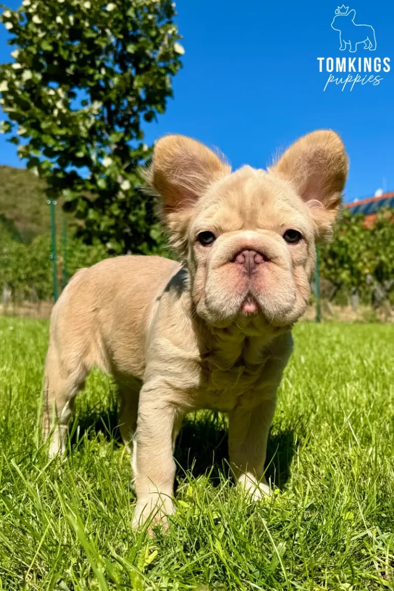 Eden, an isabella fawn fluffy French Bulldog girl, standing on bright green grass outdoors under a blue sky.