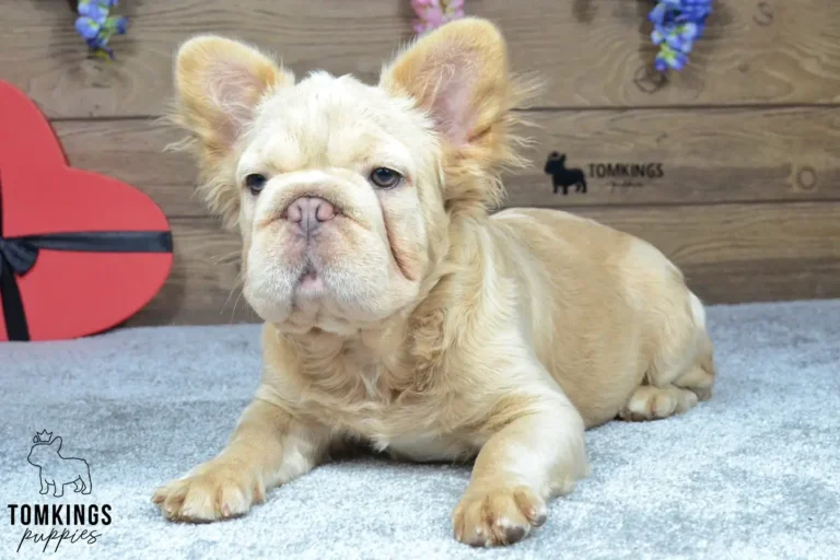 Eden, a fluffy cream French Bulldog puppy with large furry ears, lying on a soft blue blanket beside a red heart decoration.