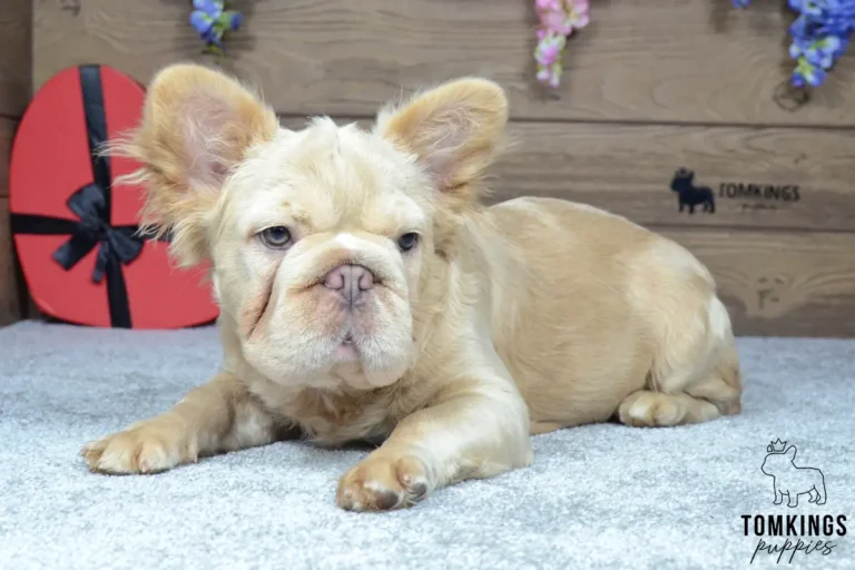 Fluffy cream French Bulldog puppy Eden resting with front paws stretched forward, surrounded by flowers and a red heart-shaped gift box.