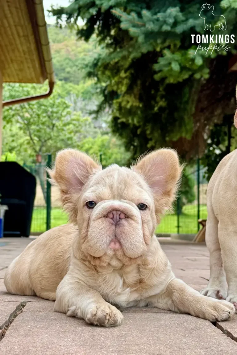 Eden, an isabella fawn fluffy French Bulldog girl, lying on a brick patio and looking directly at the camera.