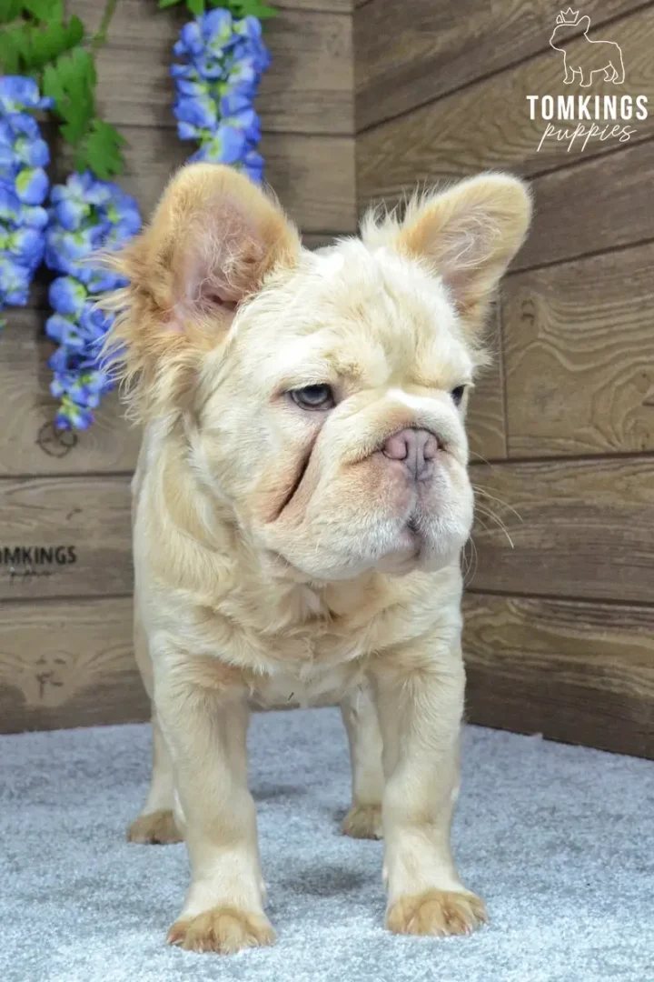 Eden, a fluffy cream French Bulldog puppy with large furry upright ears, standing on a blue blanket in front of wooden panels and blue flowers.