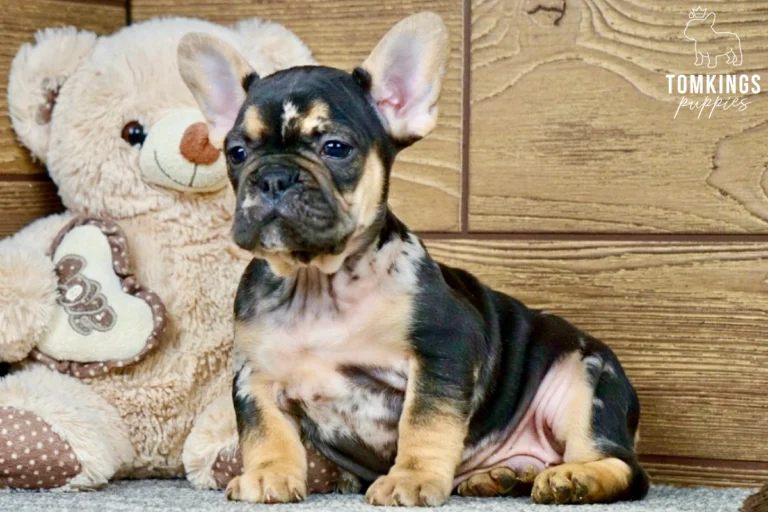 Edgar, a black and tan French Bulldog puppy with tan eyebrows, cream chest markings, and upright ears, sitting beside a teddy bear.