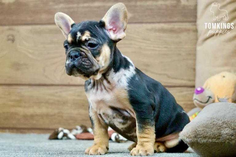 Edgar, a black and tan French Bulldog puppy with large upright ears, tan paws, and a black coat, sitting on a gray carpet beside plush toys.