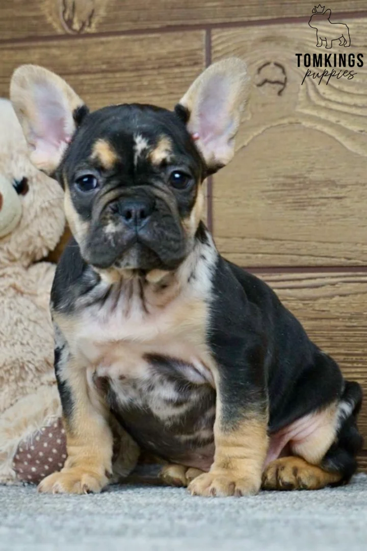 French Bulldog puppy Edgar, a black merle and tan male, sits alertly facing forward beside a beige teddy bear.