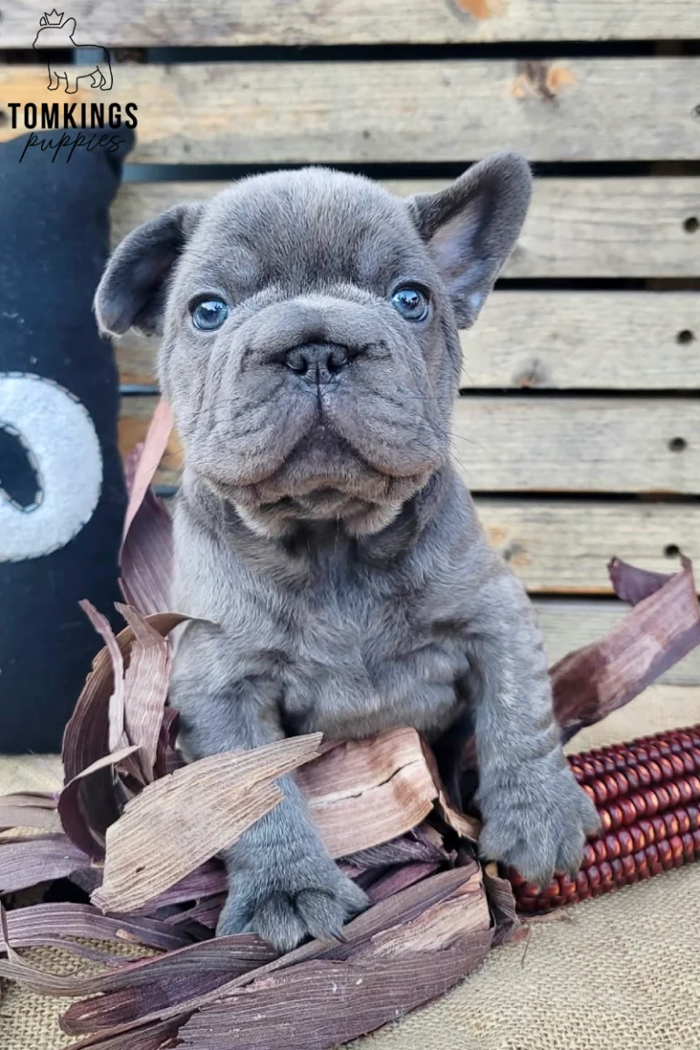 Ember, a blue French Bulldog puppy, sits alertly on burlap, one ear up, looking forward with bright blue eyes. She's nestled in dried leaves.
