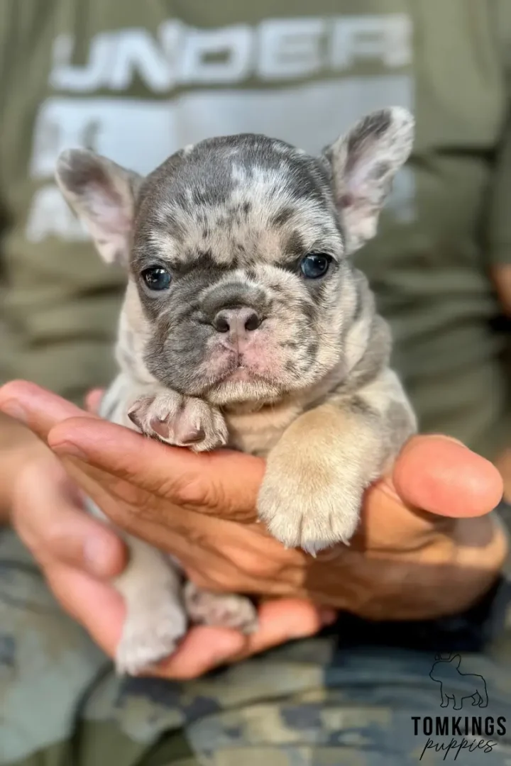 Enola, a blue merle and tan French Bulldog puppy, looks directly forward while cradled in cupped hands.