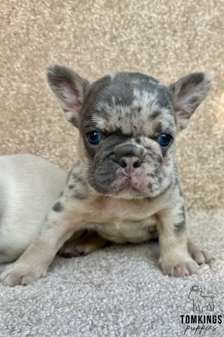 Enola, a blue merle and tan French Bulldog puppy, sits on a tan carpet, looking directly at the camera with her bright blue eyes.