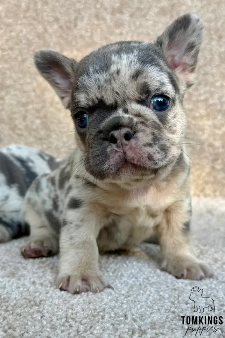 Enola, a blue merle and tan French Bulldog puppy, sits facing forward on a soft beige carpet, showing her striking blue eyes.