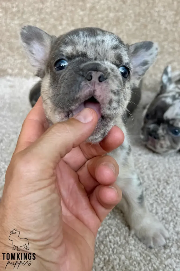 Enola, a blue merle and tan French Bulldog puppy, looks up with curious blue eyes, her mouth open as a hand holds her chin.