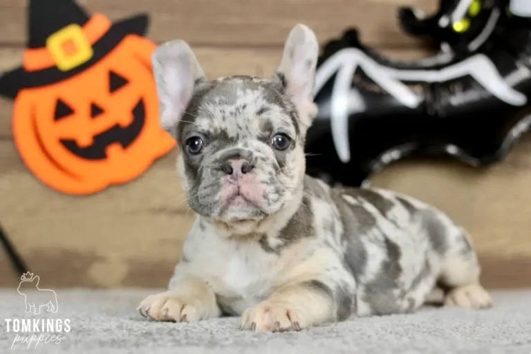 Enola, a blue merle and tan French Bulldog puppy with a spotted gray coat and cream paws, lying on a gray carpet with Halloween decorations behind her.