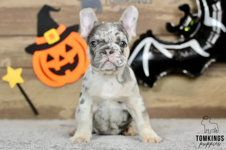 Enola, a blue merle and tan French Bulldog girl with upright ears and dark blue-gray eyes, sitting in front of Halloween decorations.