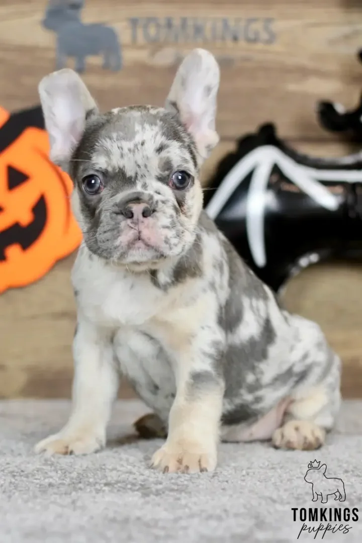 Enola, a blue merle and tan French Bulldog girl with upright ears and a marbled gray-and-cream coat, sitting on a carpet against a wooden Halloween backdrop.