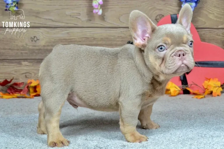 Isabella and tan French Bulldog puppy Enzo stands on a gray carpet, looking curious with his blue eyes. Autumn leaves and a red heart are in the background.