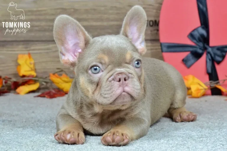 Enzo, an Isabella and tan French Bulldog puppy with blue eyes, lies on a gray carpet with autumn leaves and a red gift box.