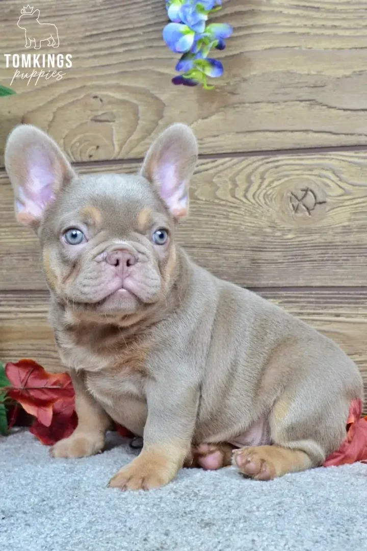 Enzo, an Isabella and tan French Bulldog puppy, sits on a grey rug. He has blue eyes and tan markings, with a wooden background and blue flowers.