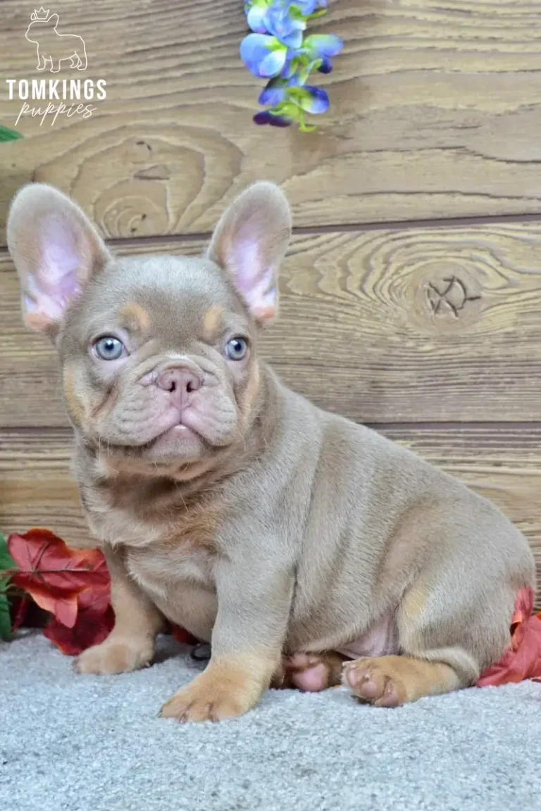Enzo, an Isabella and tan French Bulldog puppy, sits on a grey rug. He has blue eyes and tan markings, with a wooden background and blue flowers.