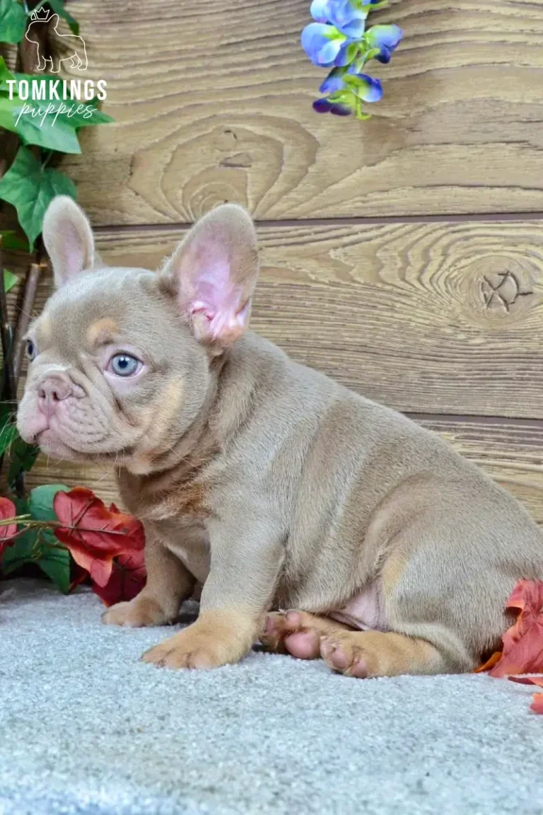 Enzo, an Isabella and tan French Bulldog puppy, sits on a grey carpet, gently looking left with his light blue eyes.