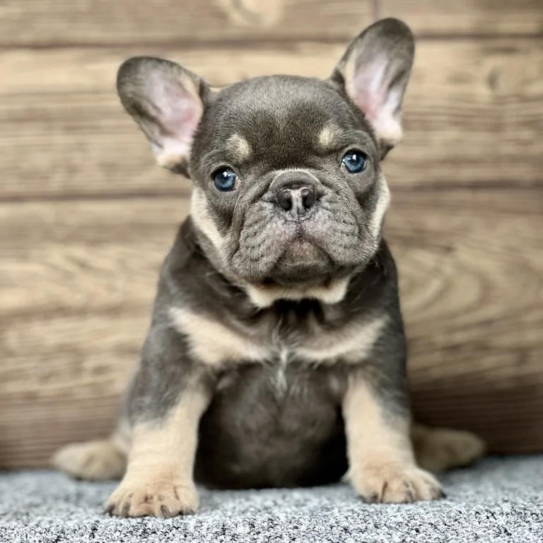 A blue and tan French Bulldog puppy sitting on a gray carpet indoors.