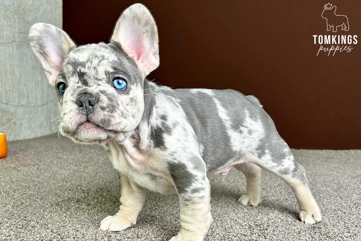 Merle French Bulldog puppy with one blue eye standing on carpet