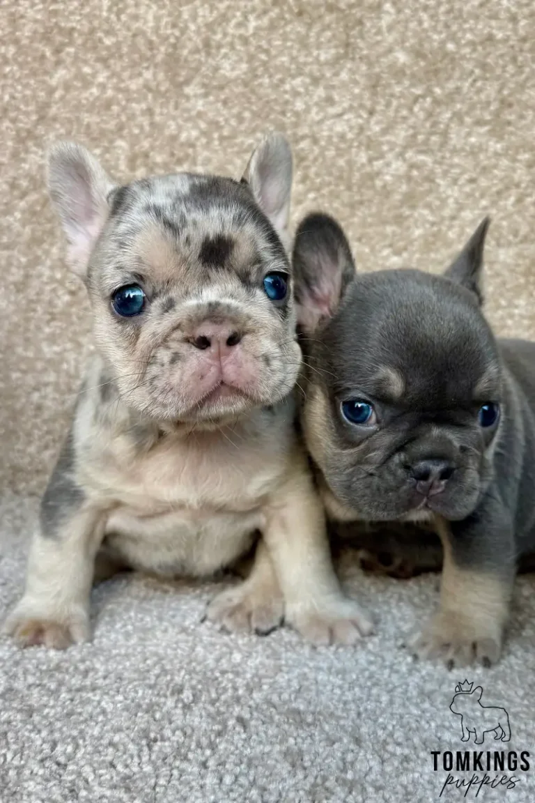 Fanny, a lilac merle French Bulldog puppy with blue eyes, sitting closely beside a blue and tan Frenchie puppy.