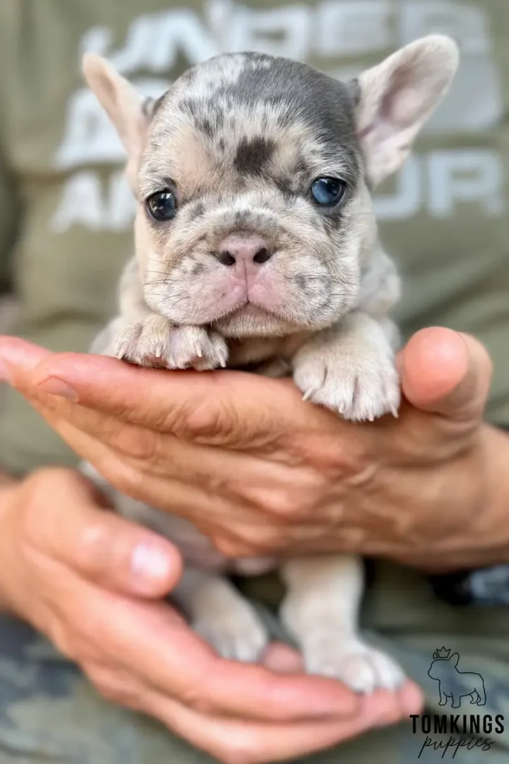 Fanny, a lilac merle French Bulldog puppy with blue eyes, being gently held in a person's hands.