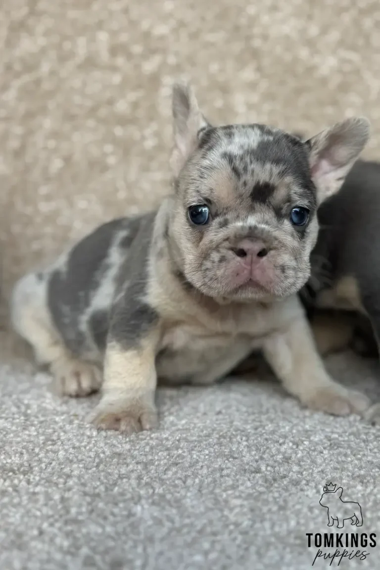 Fanny, a blue merle and tan French Bulldog puppy, sits alertly on a cream carpet, gazing forward with bright blue eyes.