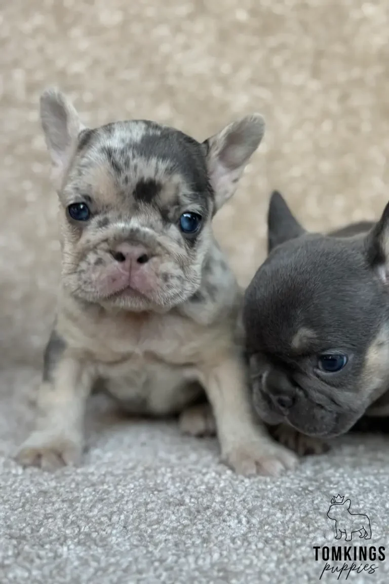 Fanny, a lilac merle French Bulldog puppy with blue eyes, sitting beside a blue and tan Frenchie puppy.