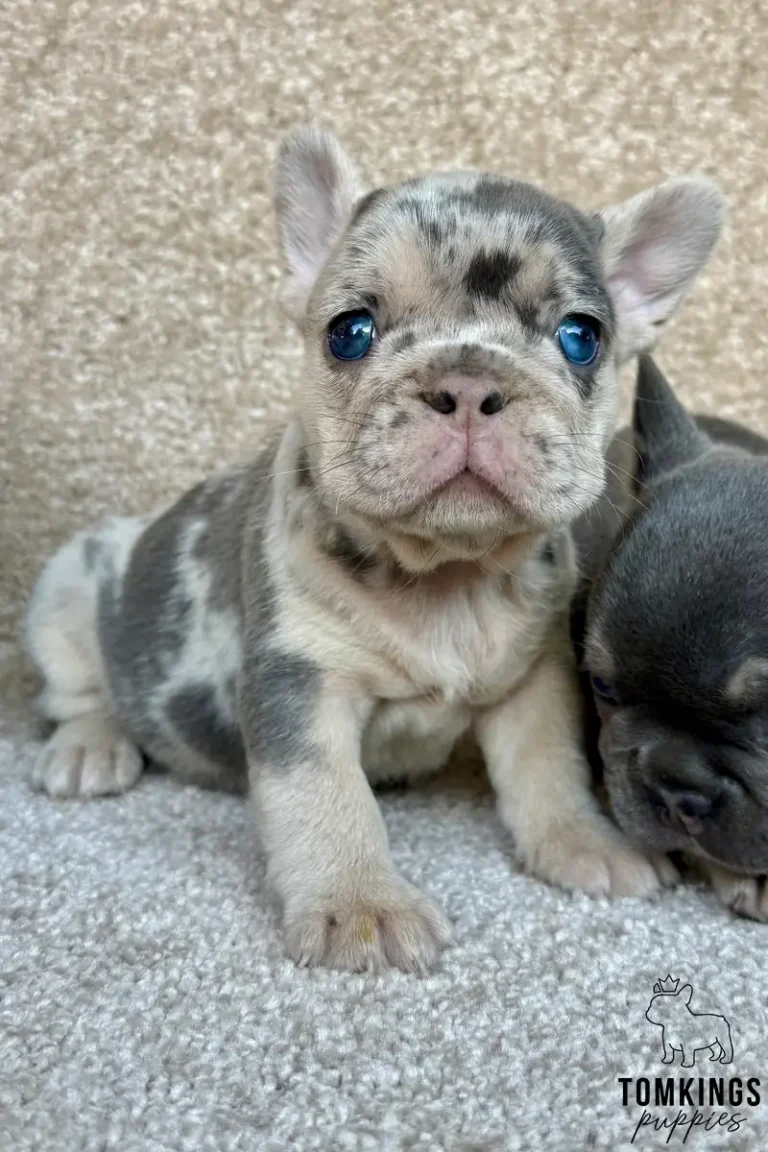 Fanny, a lilac merle French Bulldog puppy with blue eyes, sitting on a soft gray surface beside another puppy.