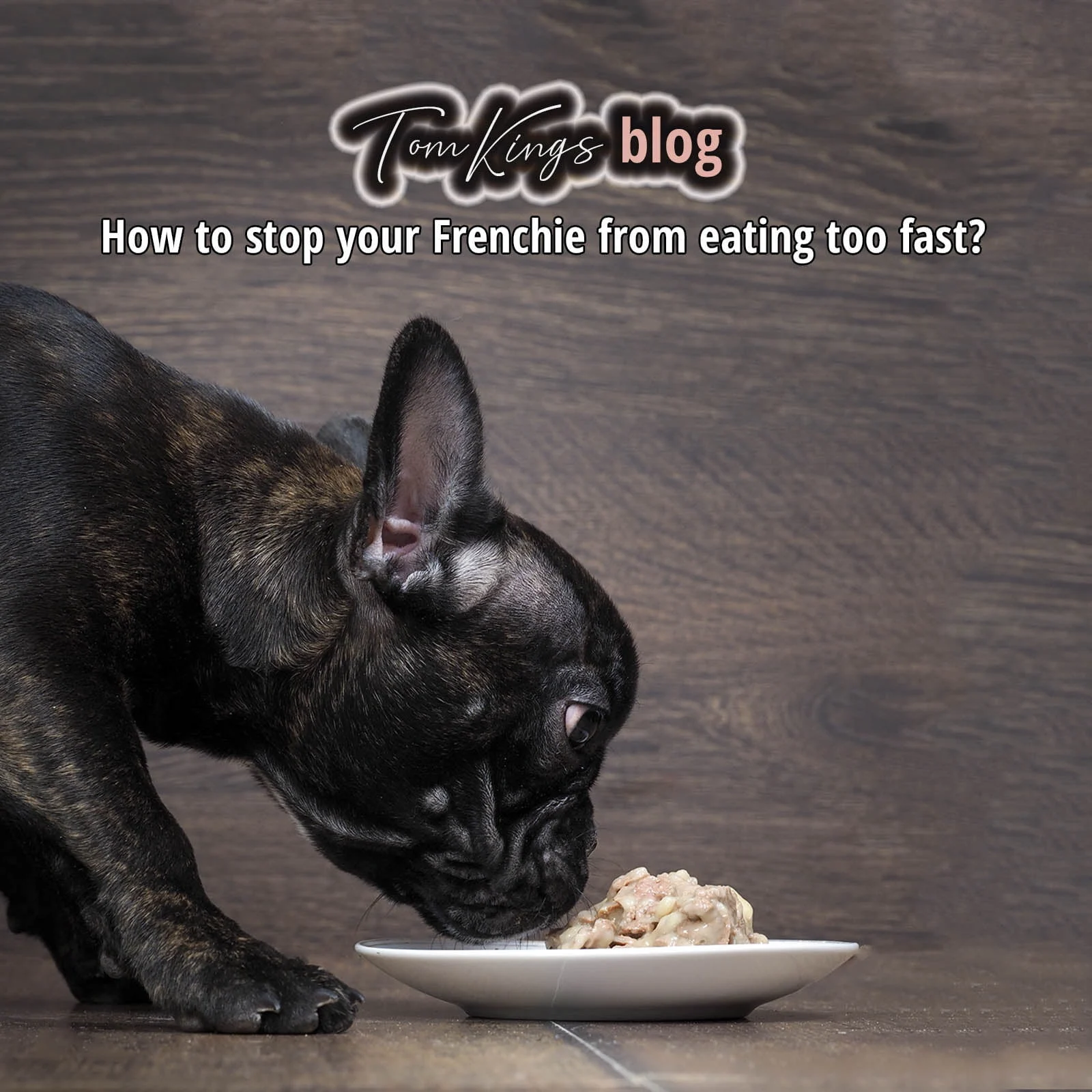 TomKings blog banner on stopping fast eating in Frenchies, with a dark brindle dog eating from a plate