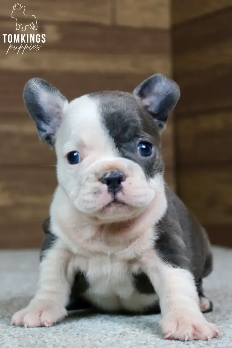 Frances, a blue pied French Bulldog puppy, sits looking forward with a sweet expression, showcasing her unique split-face marking.